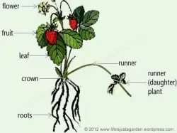 Diagram of the parts of a strawberry plant.