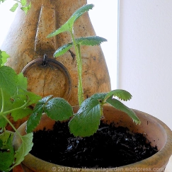 Strawberry plant growing in handmade terracotta pot.